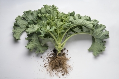 Kale plant with roots
