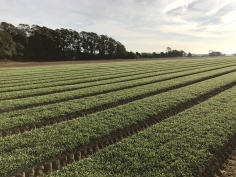 Spinach field