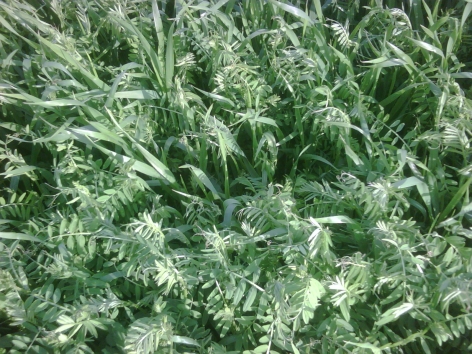 Legume-rich cover crop in the Spring