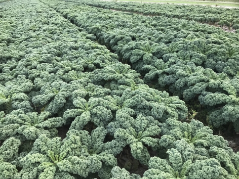 Kale in field